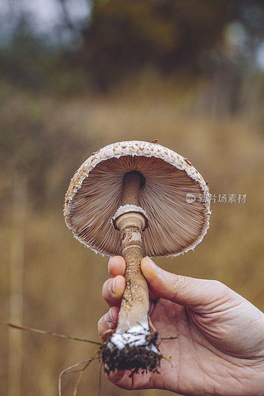 Macrolepiota procera